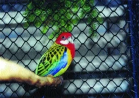 Odstavování mláďat