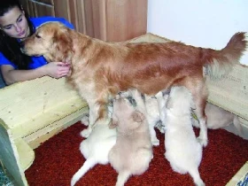 Retriever – 6. část