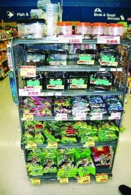 Jak jsme hledali akvarijní obchod ve městě Suwa