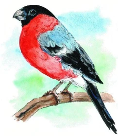 Problémy s chovem hýlů škraboškových