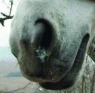 Malá veterinární příručka pro milovníky koní - díl 11.