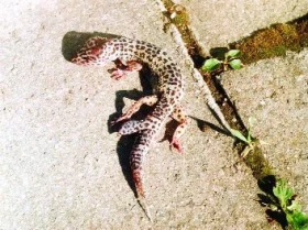 Gekončík noční (Eublepharis macularius)