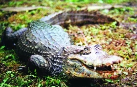 Kajman brýlový (Caiman crocodilus)