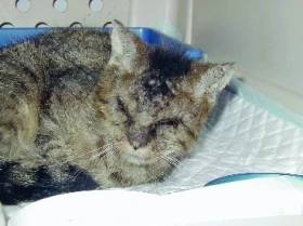 Svrab neboli prašivina