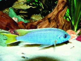 Tlamovec žlutoocasý Pseudotropheus sp. „acei“