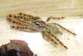 Sklípkan ostruhatý - Stromatopelma calceatum