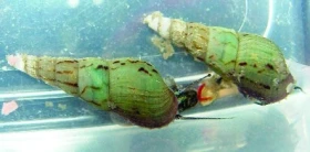 Piskořka věžovitá (Melanoides tuberculata)