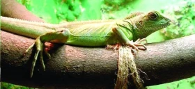 Chov ještěrů - 1. část