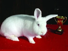Živý poklad z Čech - Český albín