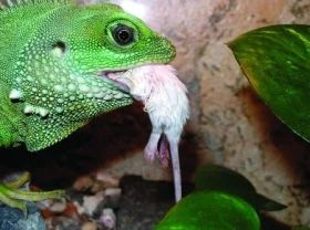 Chov ještěrů - 2. část