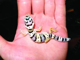 Chov ještěrů - 3. část