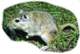 Pískomil mongolský a jeho chov