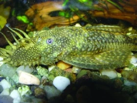 Obyčejný krunýřovec (Ancistrus species)