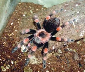 Test DNA rodu Brachypelma