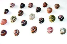 Diverzita páskovek rodu Cepaea (Held, 1838)