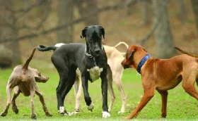 Nedivme se, koho potkáme na cvičáku