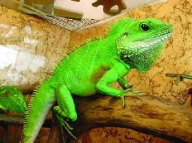 Chov a odchov Physignathus cocincinus