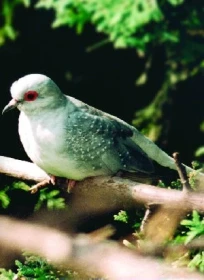 Holoubek diamantový (Geopelia cuneata)