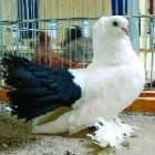 Novočerkasský černoocasý postavový rejdič