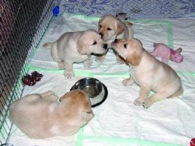 Štěňata nebo kastrace?