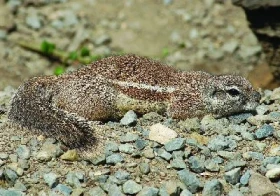 Veverka kapská (Xerus Inauris)