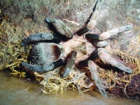 Crassicrus lamanai