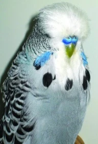 KCHA Open v Hostouni