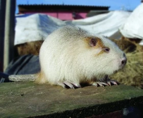 Živý poklad z Čech - Nutrie říční