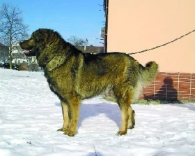 Kavkazský ovčák