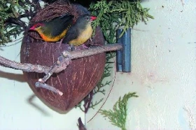 Zlatoprska malá (Amandava subflava)