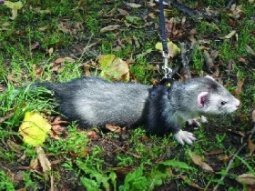 Fretka – domácí miláček 21. století