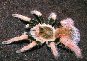 Megaphobema robusta (Ausserer 1875)