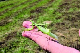 Kudlanky – II. část