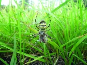 Křižák pruhovaný