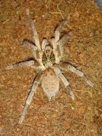 Chov Pterinochilus lugardi