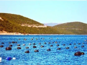 Pěstování ústřic na jadranském pobřeží