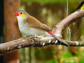 Krmení astrildů oranžolících