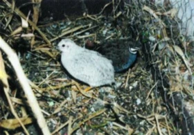 Křepelka čínská - umělý odchov