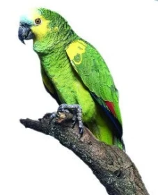 Krmení amazoňanů modročelých