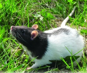 Homeopatické rady pro chovatele potkánků