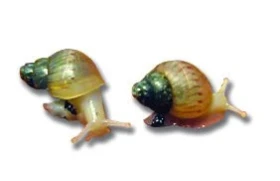 Chov měkkýšů v našich teráriích