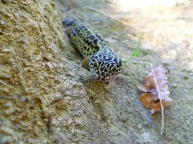 Eublepharis macularius macularius – život v přírodě