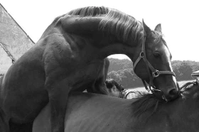 Reprodukce koní - aneb produkce našich nadějí - 2. část