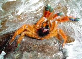 Pterinochilus murinus