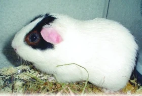 Začínáme s chovem morčat