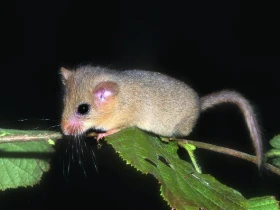 Plšík lískový (muscardinus avellanarius)