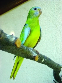 Křížení a mutace