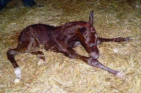 Reprodukce koní -- aneb produkce našich nadějí - 5. část