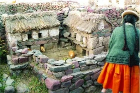 Kde a jak si žijí morčata