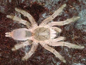 Chov sklípkana Chilobrachys dyscolus (Simon, 1886)